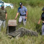 Emocionante liberación de un ejemplar de oso hormiguero criado en Guaycolec